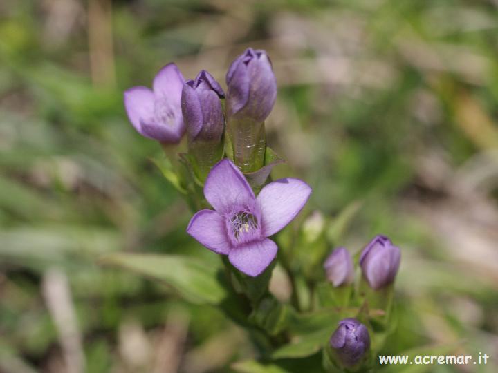 Gentiana campestris