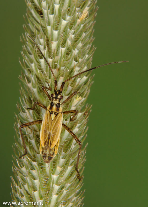 Miridae di Chiavari: Leptopterna dolabrata