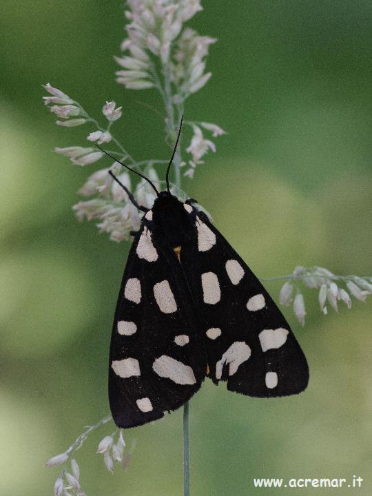 Falena da identificare