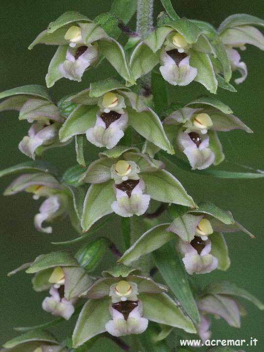 Epipactis helleborine