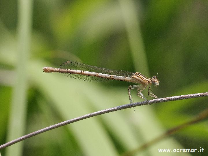 Ancora una damigella: Platycnemis pennipes