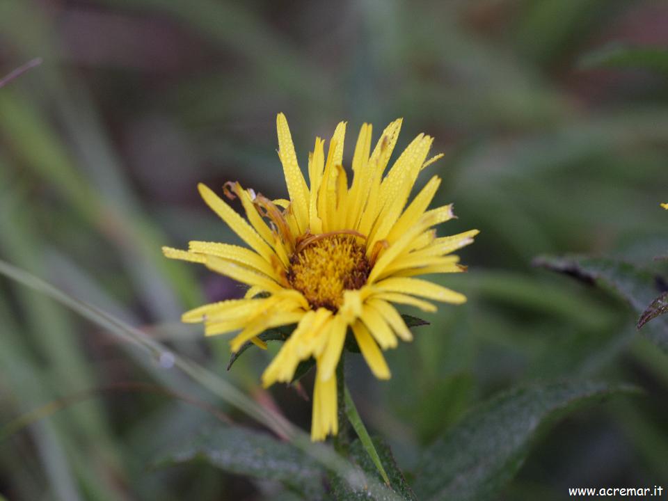 fiore da determinare - Inula cfr. hirta