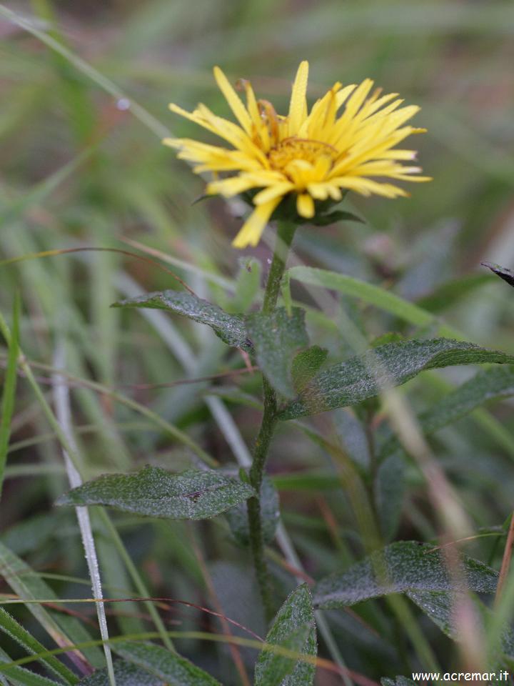 fiore da determinare - Inula cfr. hirta