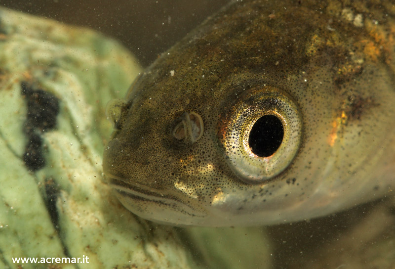 Pesce da identificare: Vairone