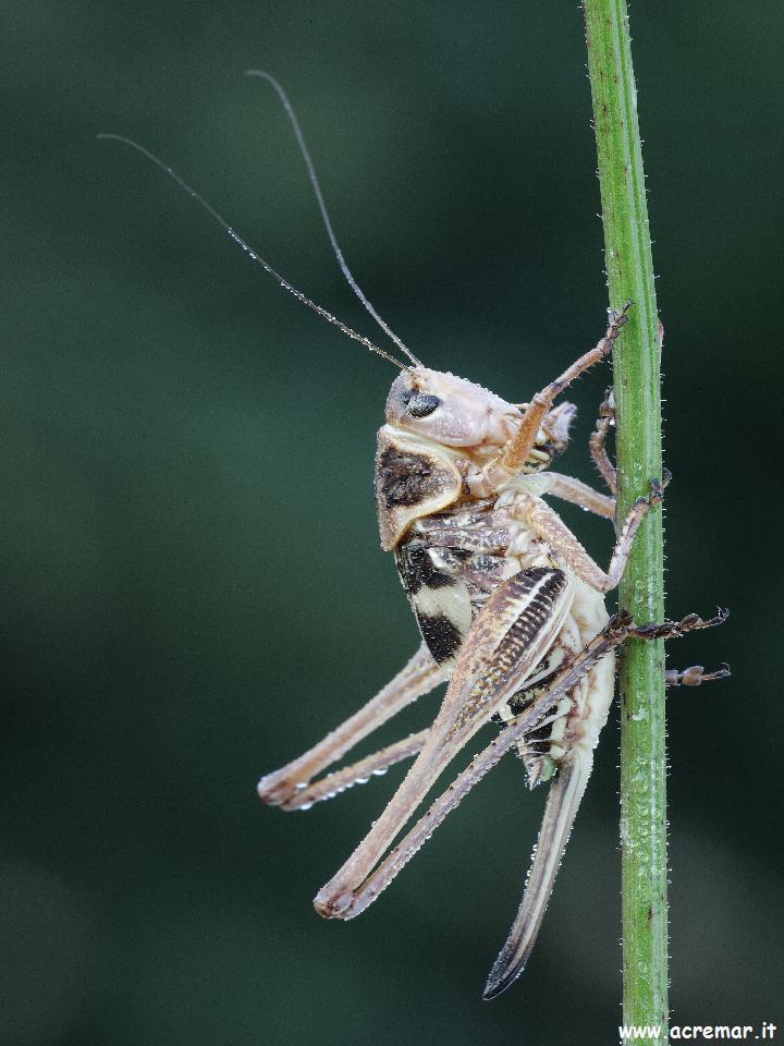 Che tettigonide? - Decticus albifrons (ninfa)