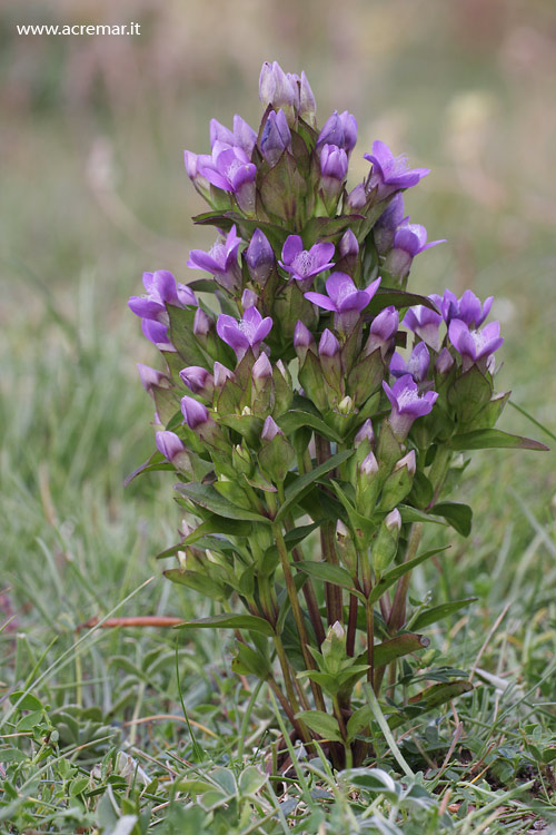 Gentianella del gruppo campestris