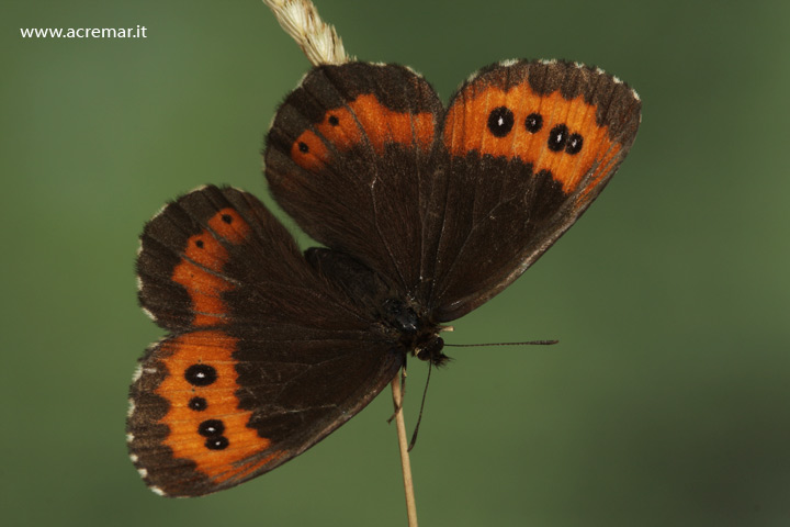 Erebia ligea