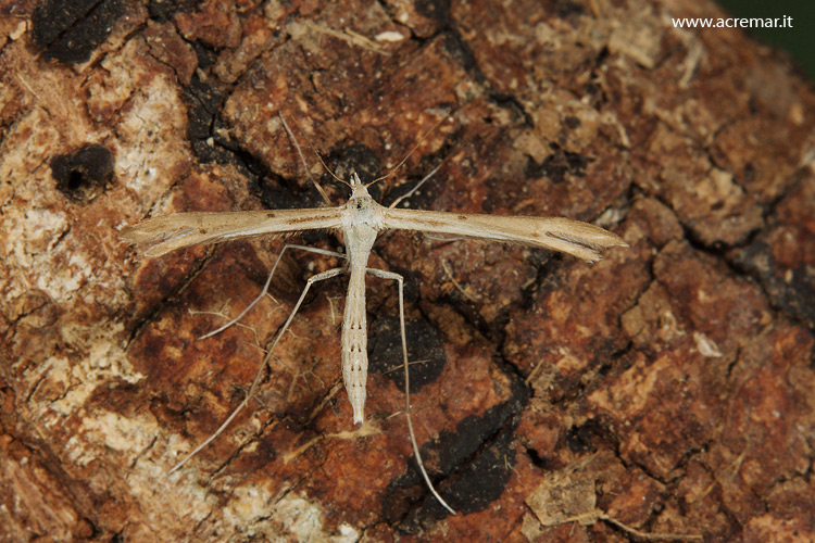 Pterophoridae? - S