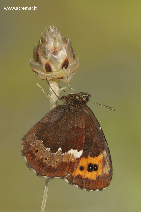 Erebia ligea