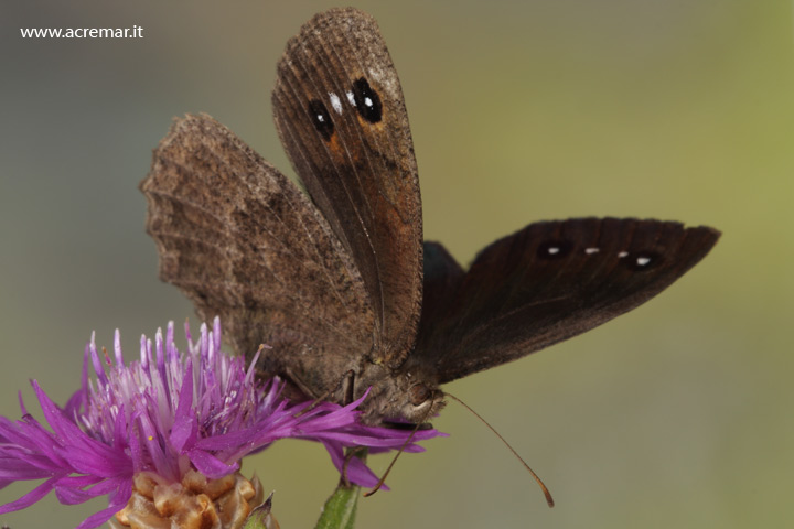 Erebia  ?