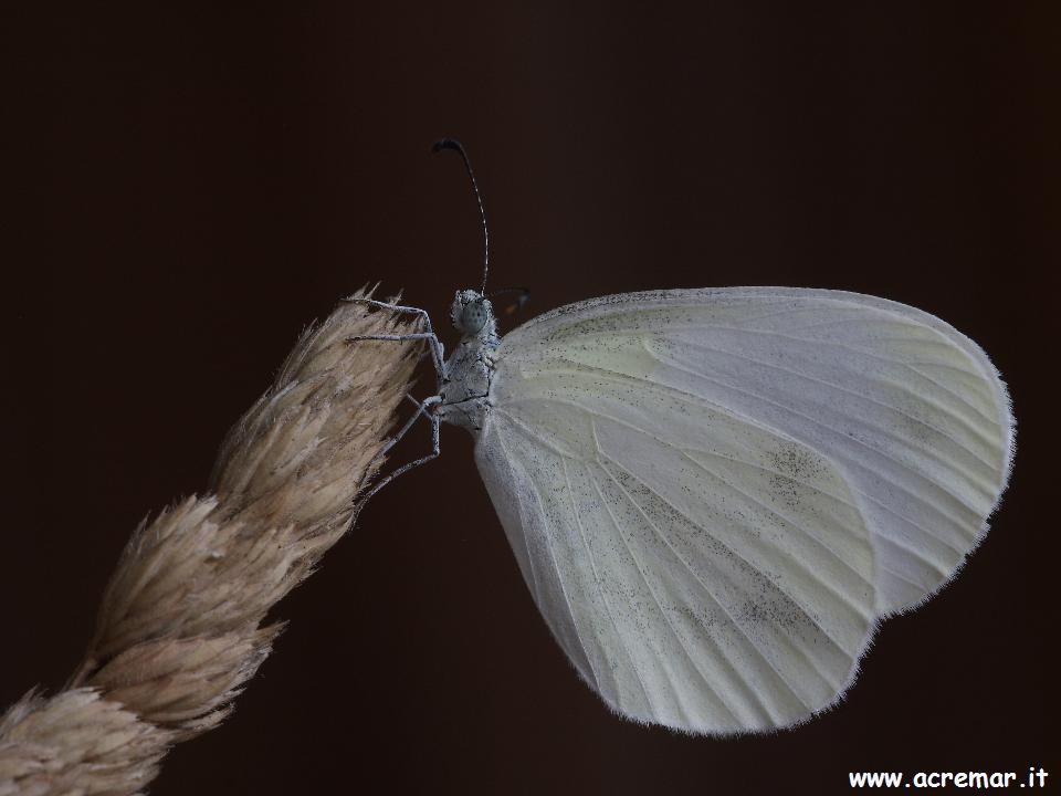 Leptidea sinapis (Pieridae)