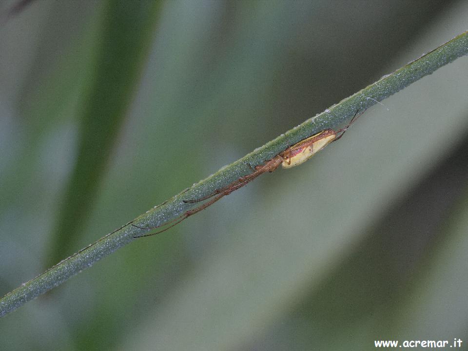 Tetragnatha sp.