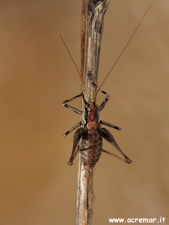 Antaxius (Chopardius) pedestris