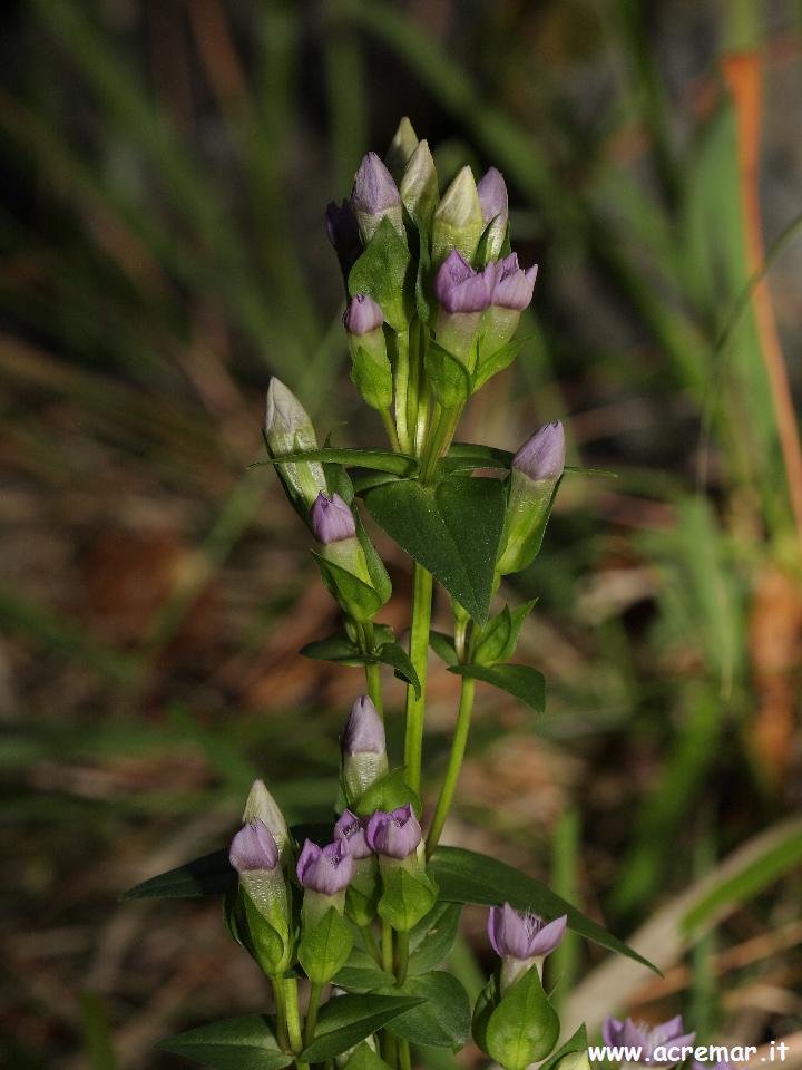 Gentianella campestris