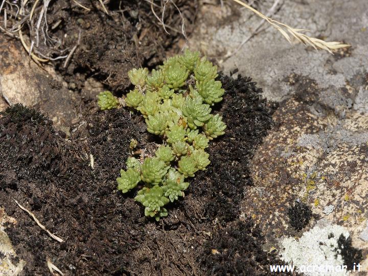 Pianta su roccia - Sedum monregalense