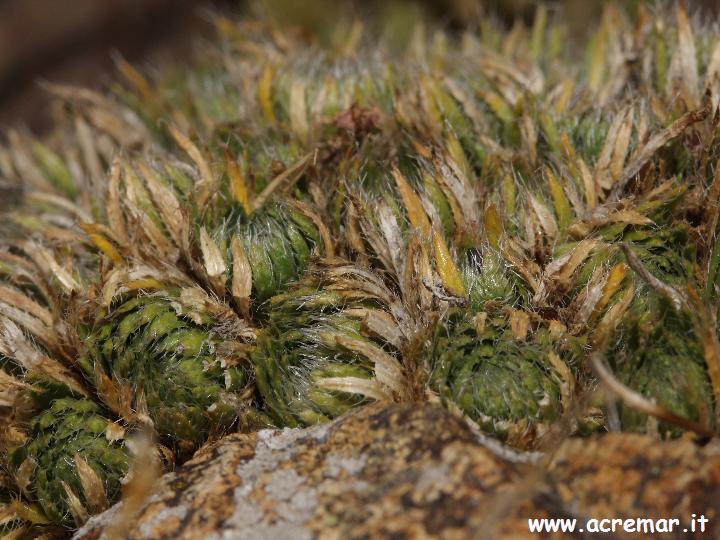 sempervivum ? no, Draba aizoides ssp. aizoides