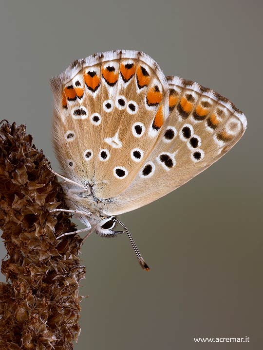 Polyommatus bellargus