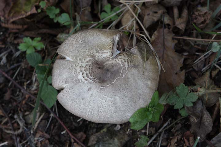 Funghi sotto le querce