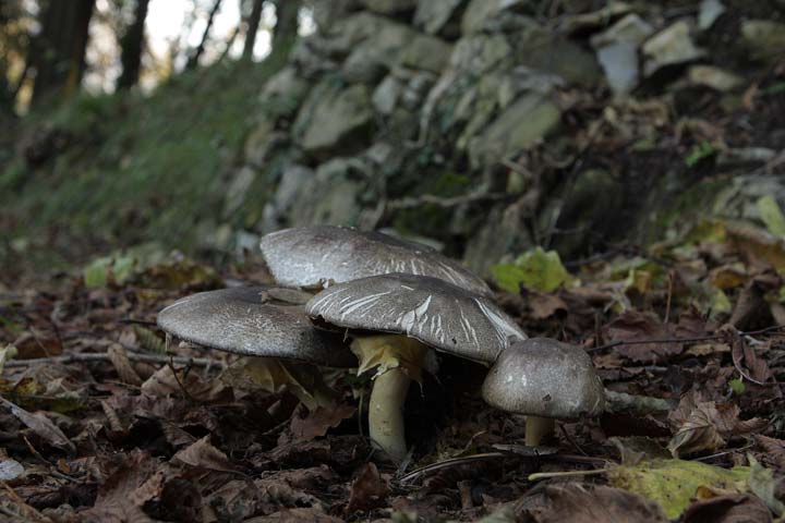 Funghi sotto le querce