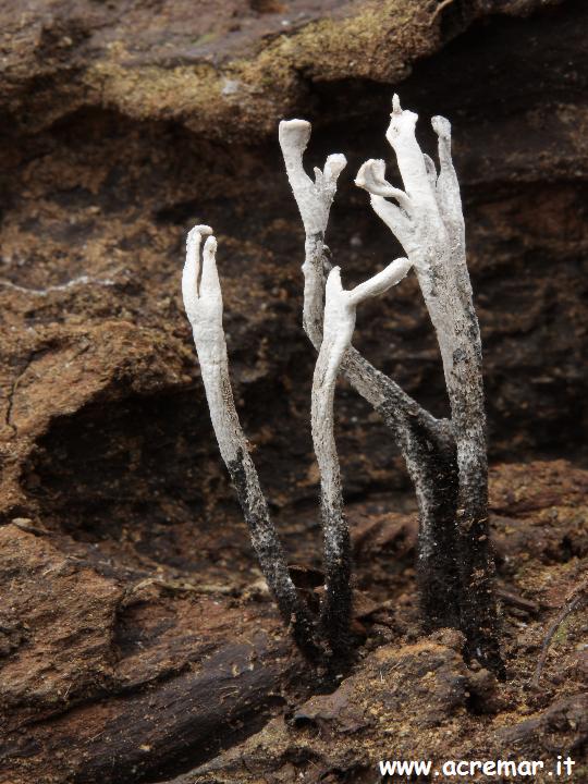 Fungo o Lichene ? (cfr. Xylaria hypoxylon)