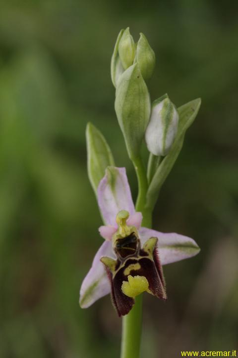 Ophrys fuciflora