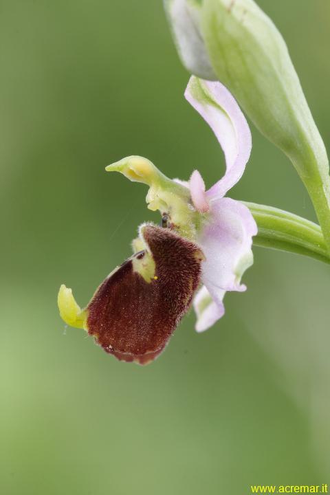 Ophrys fuciflora