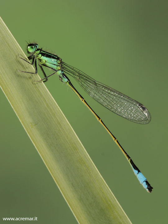 Coenagrion ? Ischnura elegans