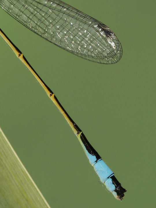 Coenagrion ? Ischnura elegans