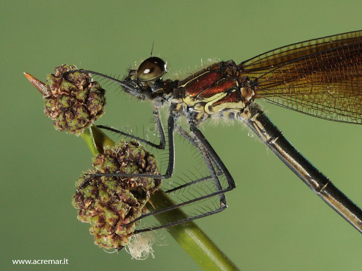 Calopteryx hemorrhoidalis ?