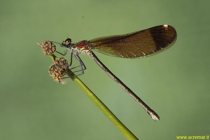 Calopteryx hemorrhoidalis ?