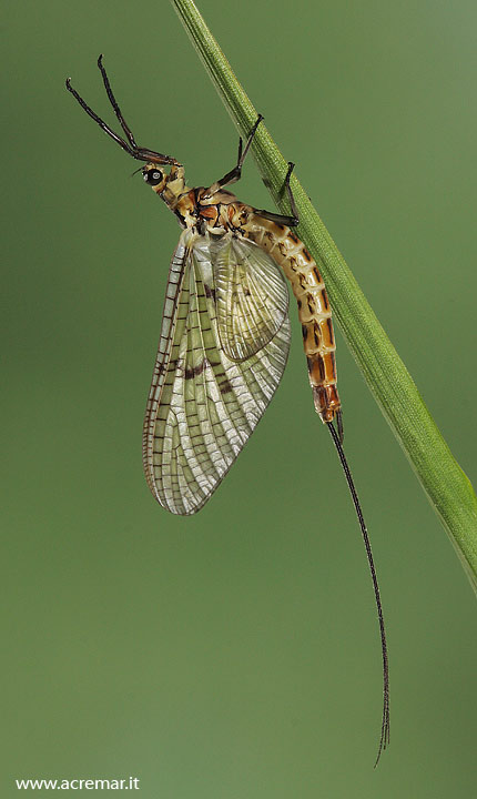 Ephemera danica subimago maschio