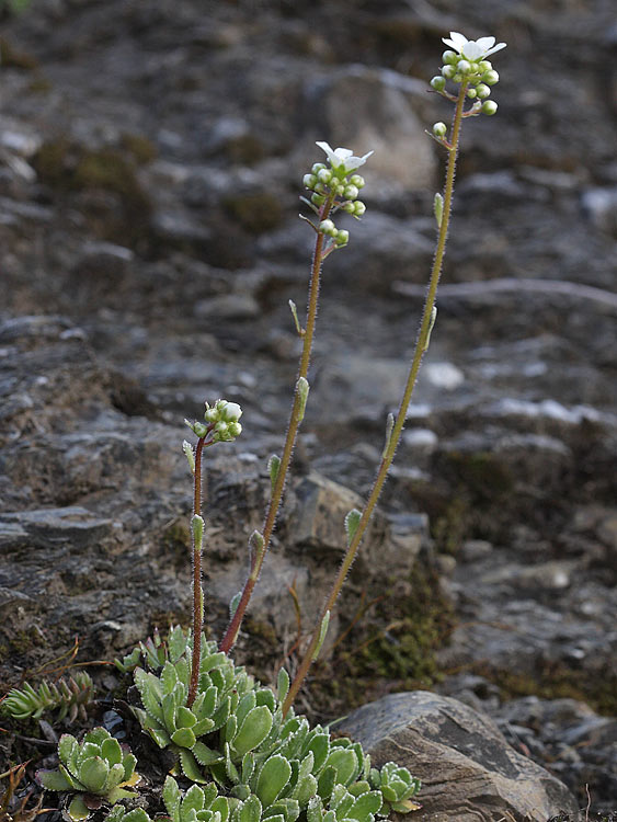 Pianta su roccera - Saxifraga paniculata