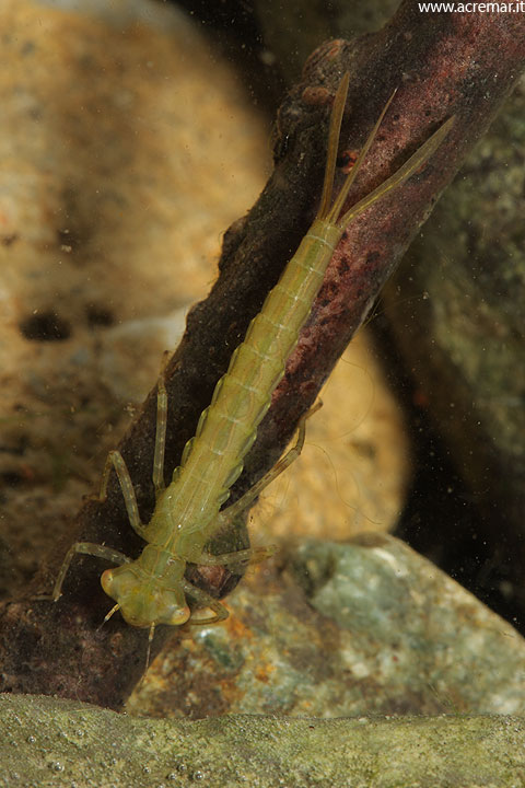 Ceriagrion tenellum? no, probabile Coenagion puella