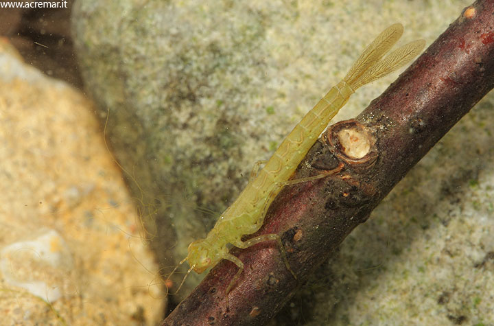 Ceriagrion tenellum? no, probabile Coenagion puella