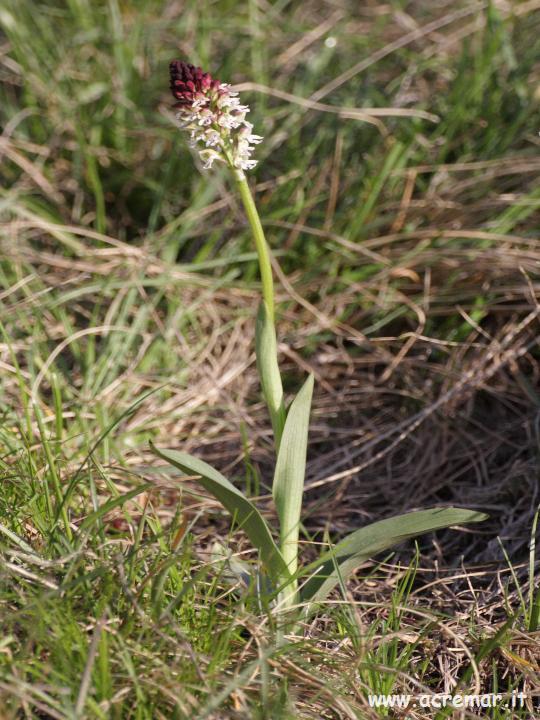 Orchis ustulata, Op. fusca, Op. fuciflora