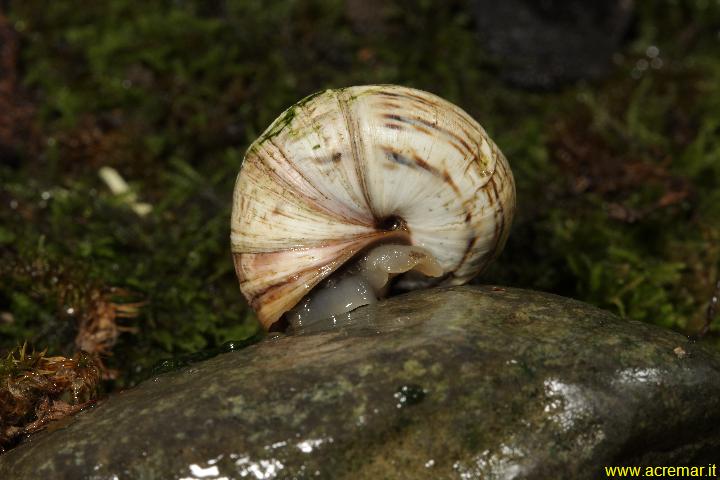 Chiocciola da determinare