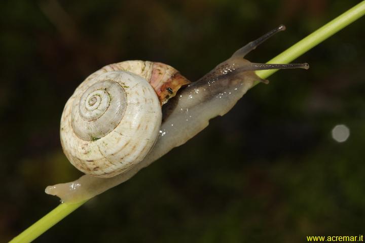 Chiocciola da determinare