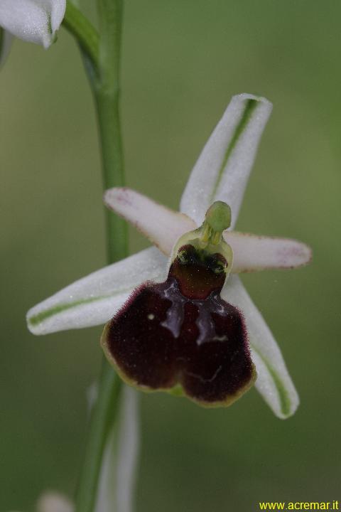 Sphegodes?