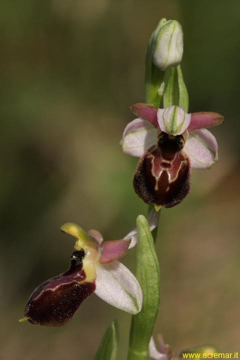 Ophrys