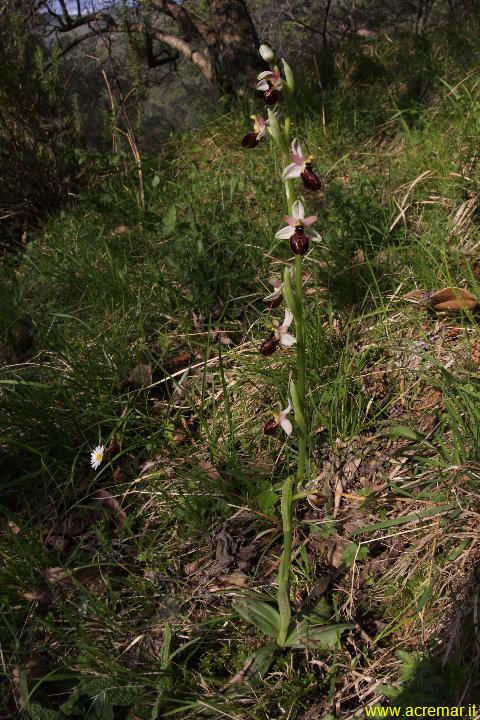 Ophrys