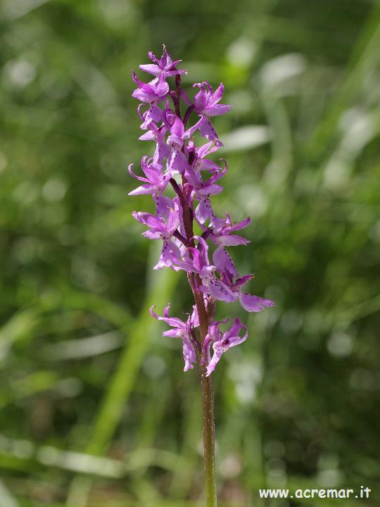 Orchis mascula