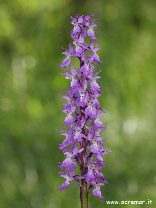 Orchis mascula