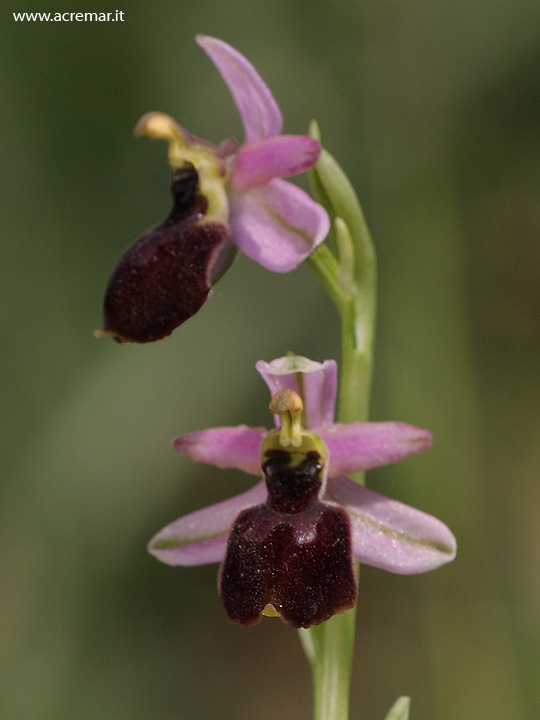 Altra ophrys