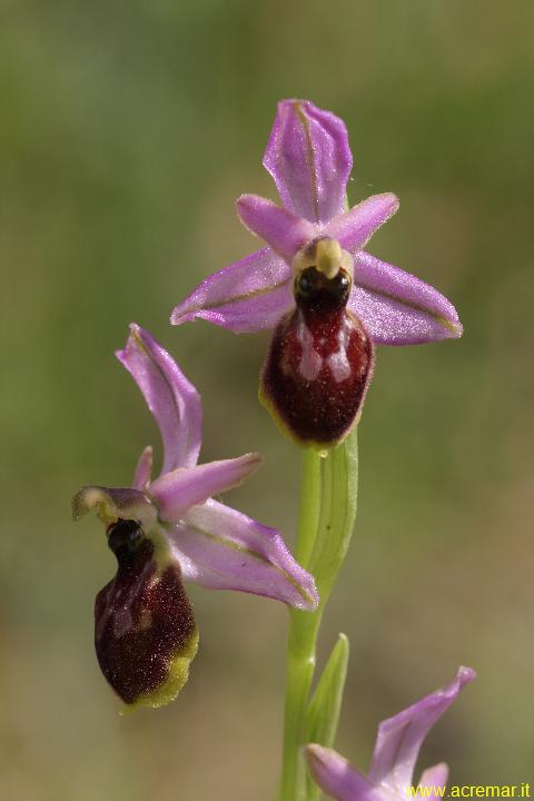 Ophrys tyrrhena ?