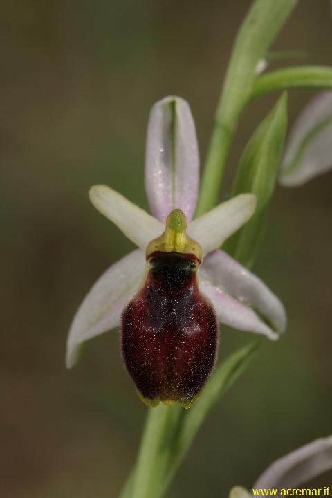 Ophrys tyrrhena ?