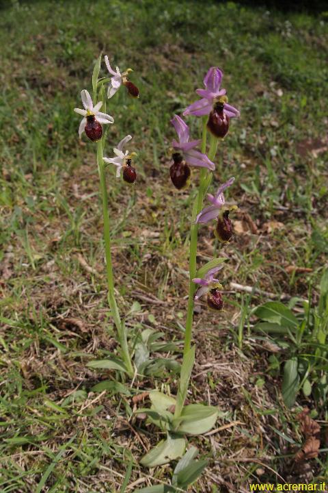 Ophrys tyrrhena ?