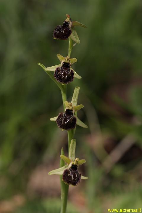 Ophrys???