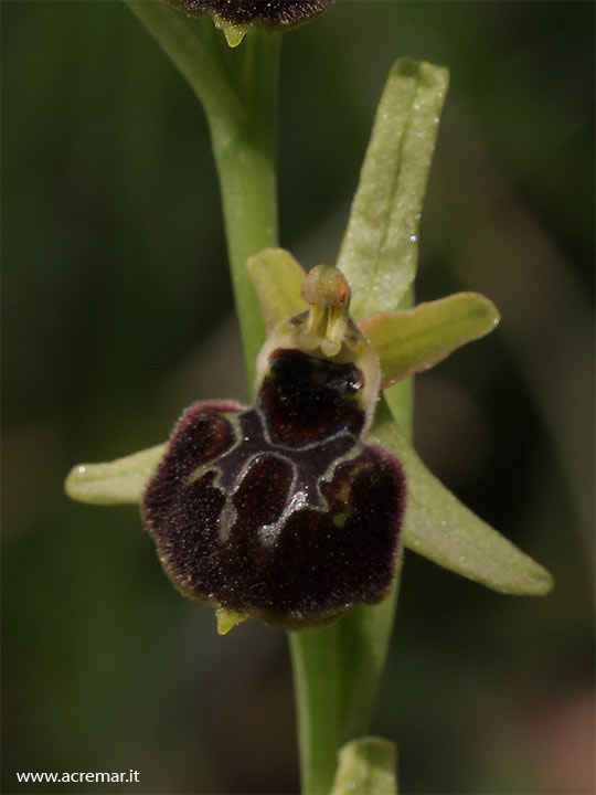 Ophrys???