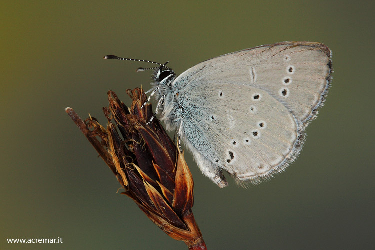 Cupido minimus?