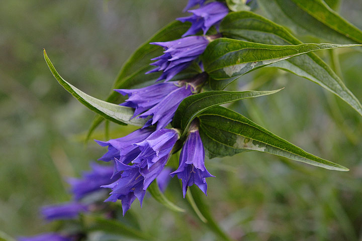 Gentiana asclepiadea